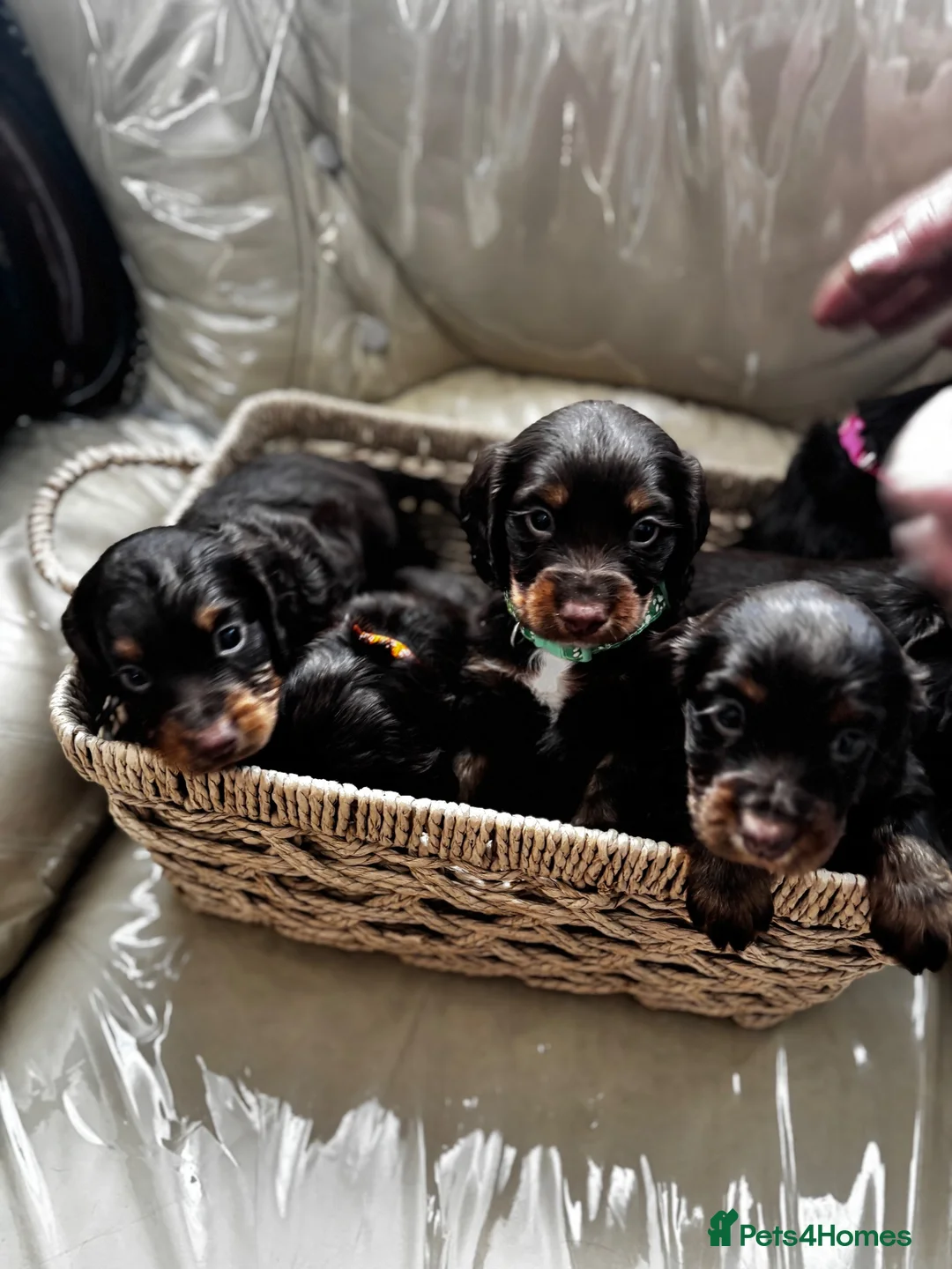 Cocker Spaniel dogs for sale: Chocolate & tan cocker spaniel puppies for sale  - Advert 15