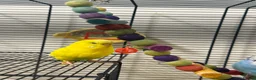 Budgerigars birds for sale: 3 Budgie  - Advert 6