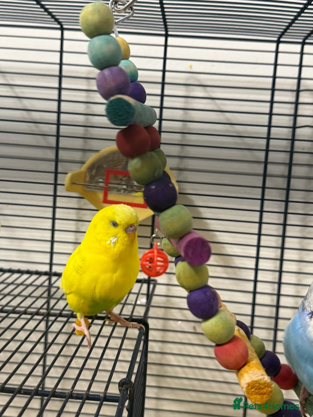 Budgerigars birds for sale: 3 Budgie  - Advert 6