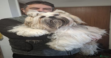 Lhasa Apso dogs - Advert 10