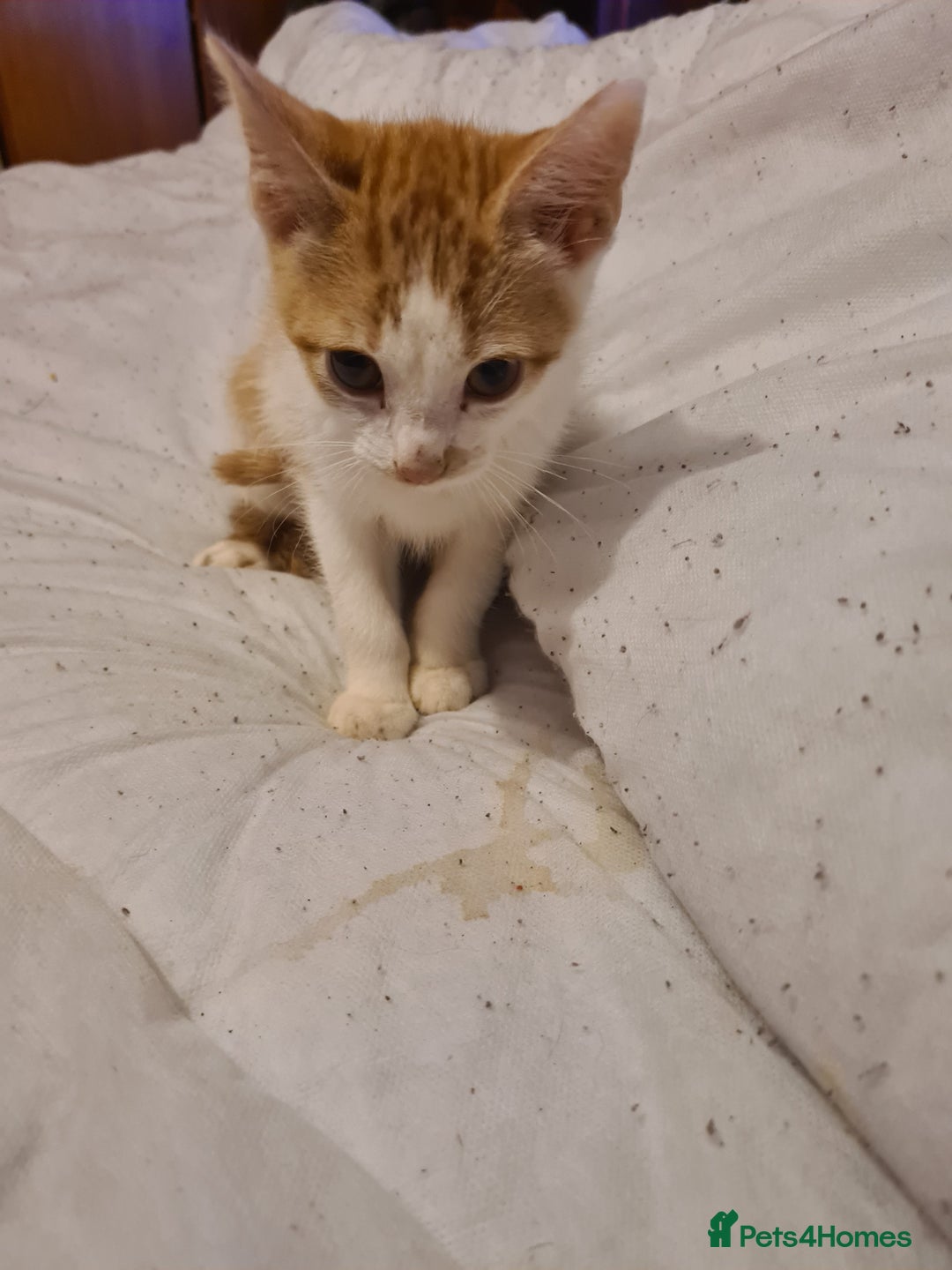 Mixed Breed cats for sale: 2 female kittens - Image 2