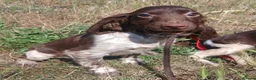 English Springer Spaniel dogs for sale: LeeLee - Advert 19