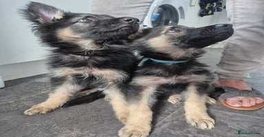 German Shepherd dogs - Advert 15