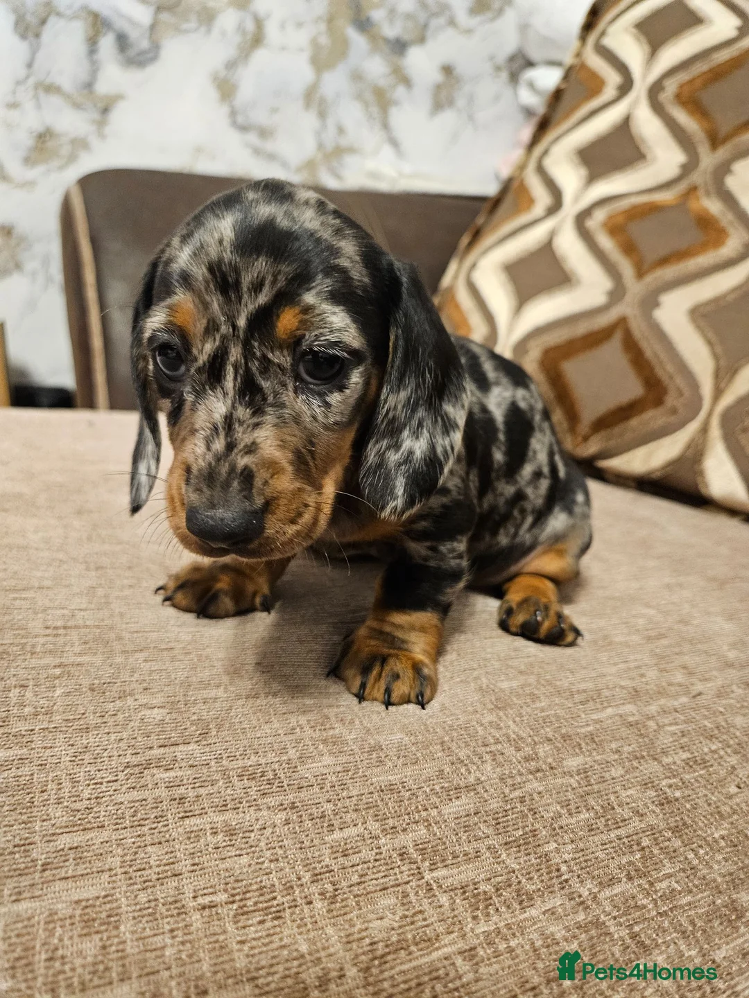 Miniature Dachshund dogs for sale: Ready to leave - one chocolate dapple boy left!  - Advert 12