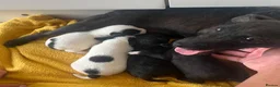 Patterjack dogs for sale: Patterjack puppies - Advert 1