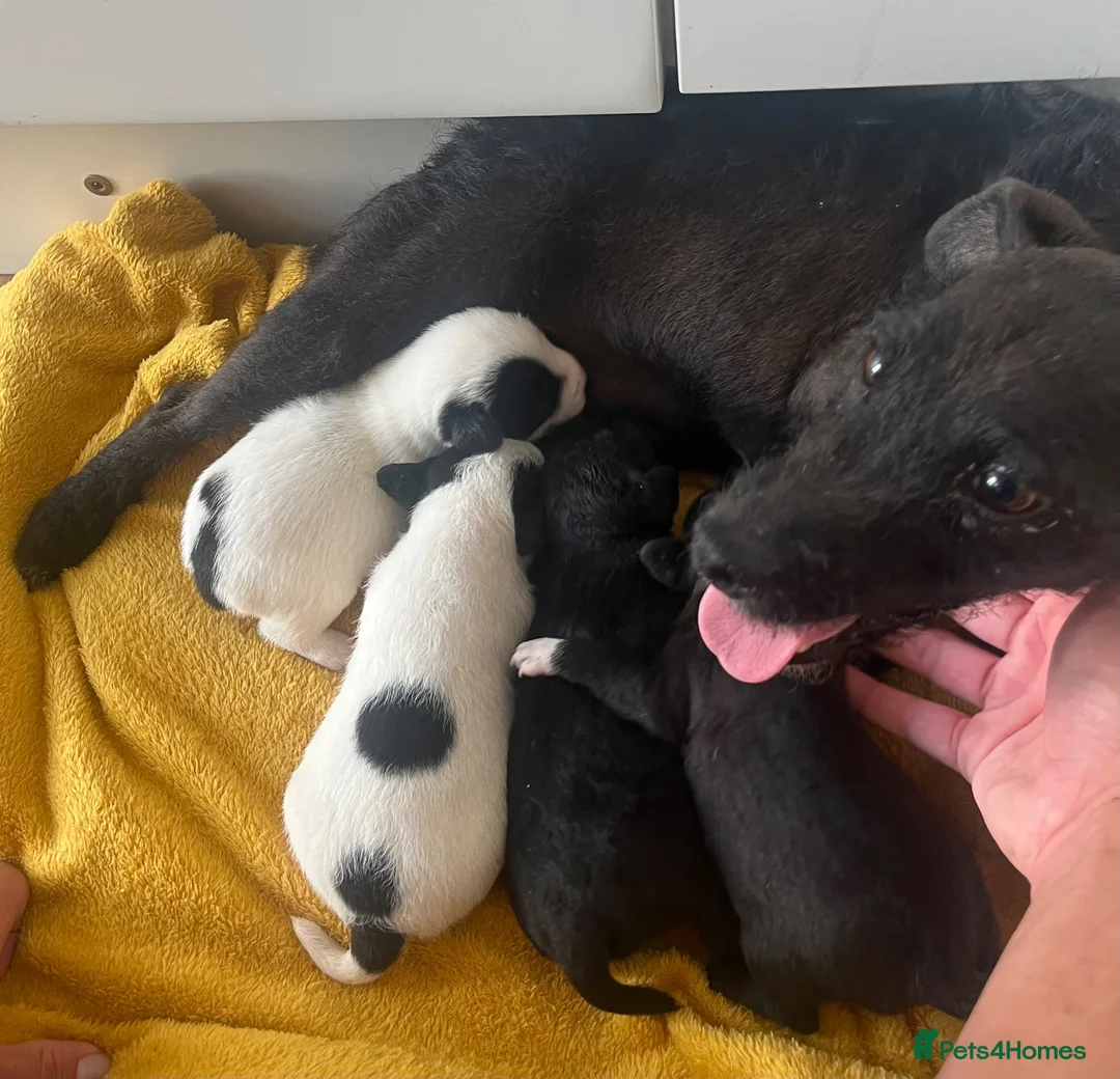Patterjack dogs for sale: Patterjack puppies - Advert 1
