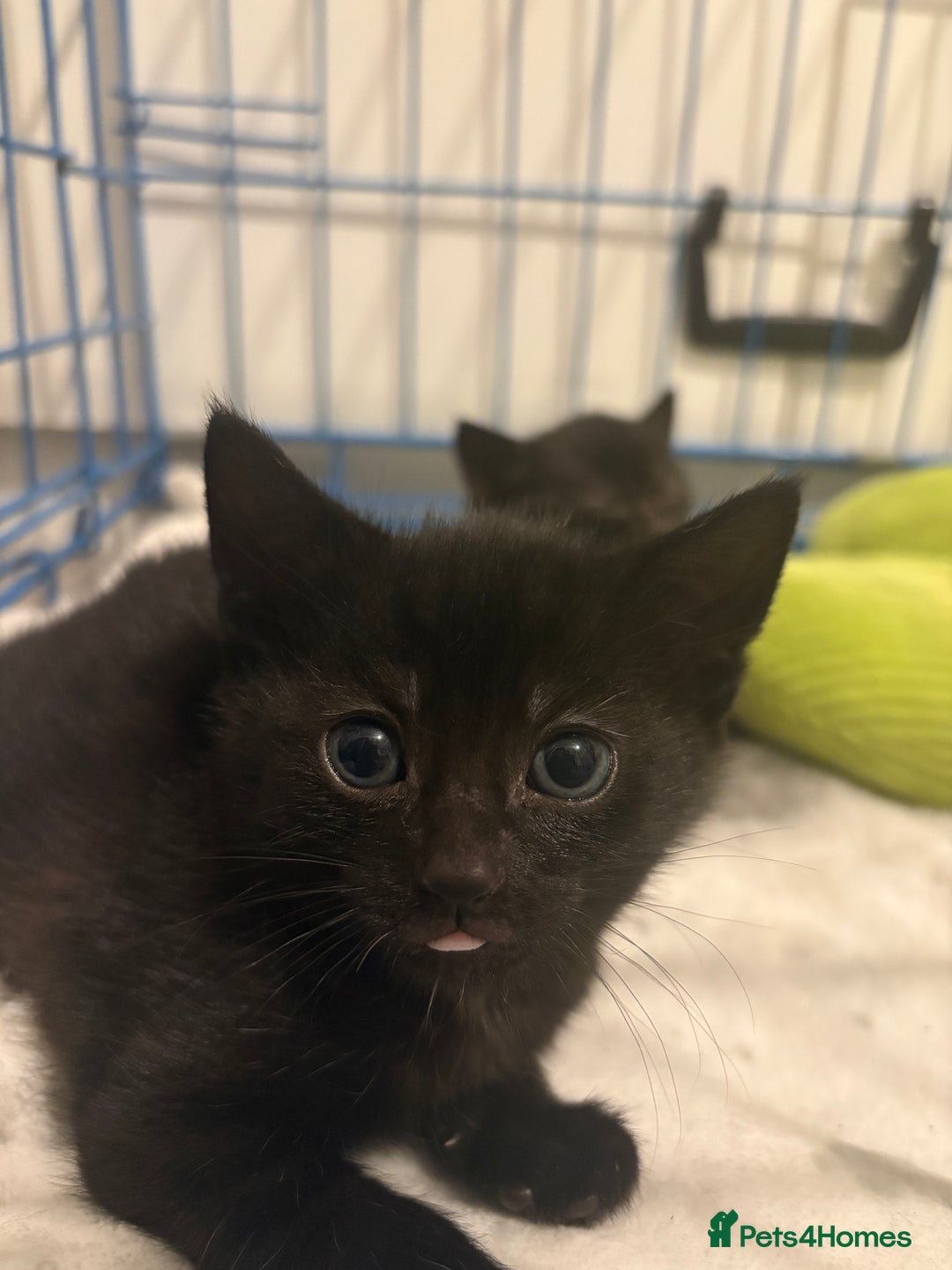 Mixed Breed cats for sale: girl kitten ready to go  - Advert 20