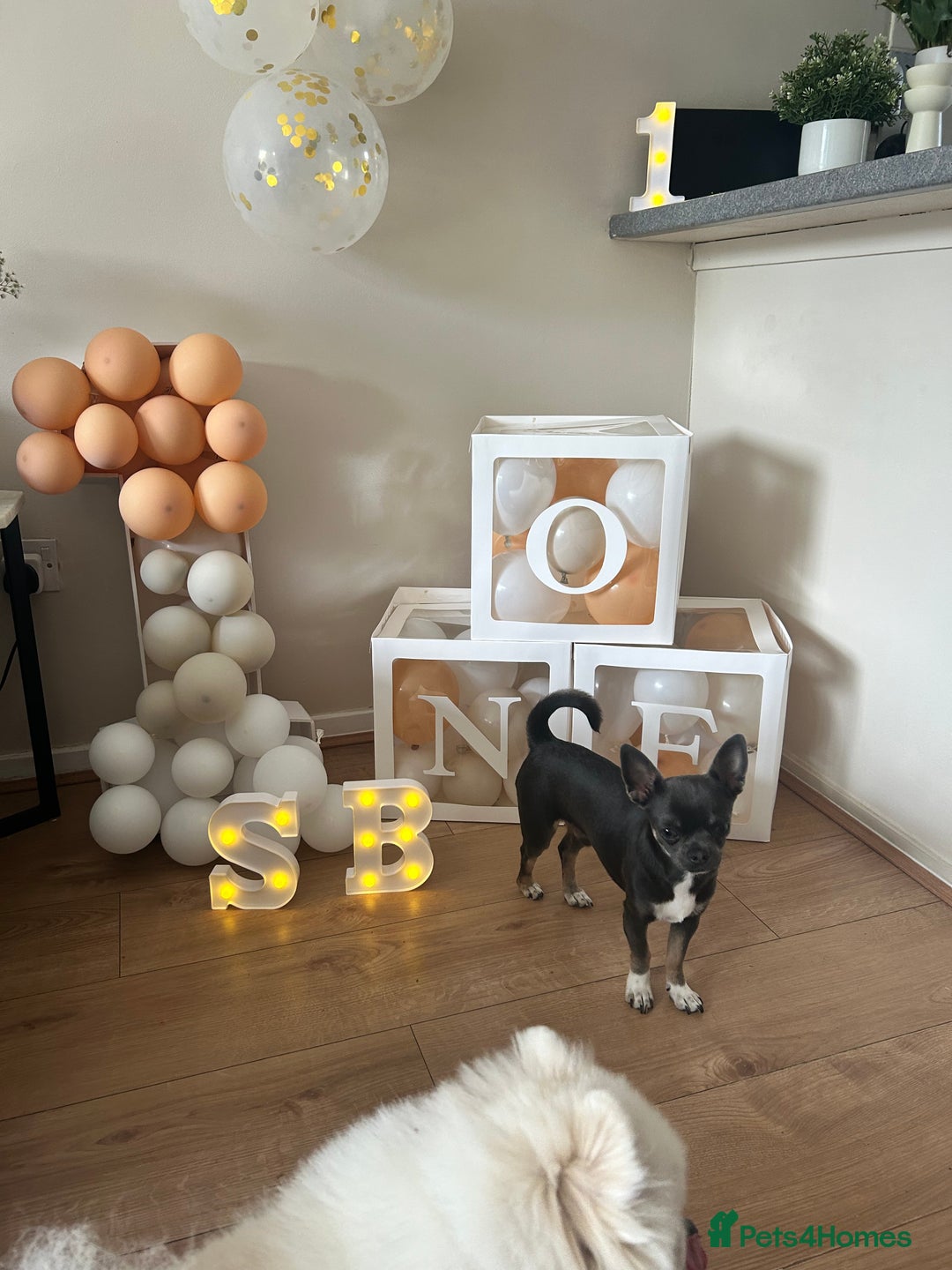 Chihuahua dogs for stud: Stud only. Full pedigree lilac chihuahua £300 - Advert 18