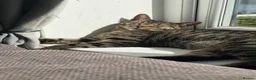 Mixed Breed cats for sale: Gorgeous kittens for sale - Advert 11