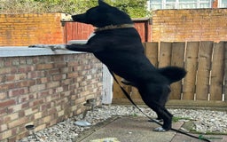Akita dogs for stud: Stud Akita for 200 - Image 1