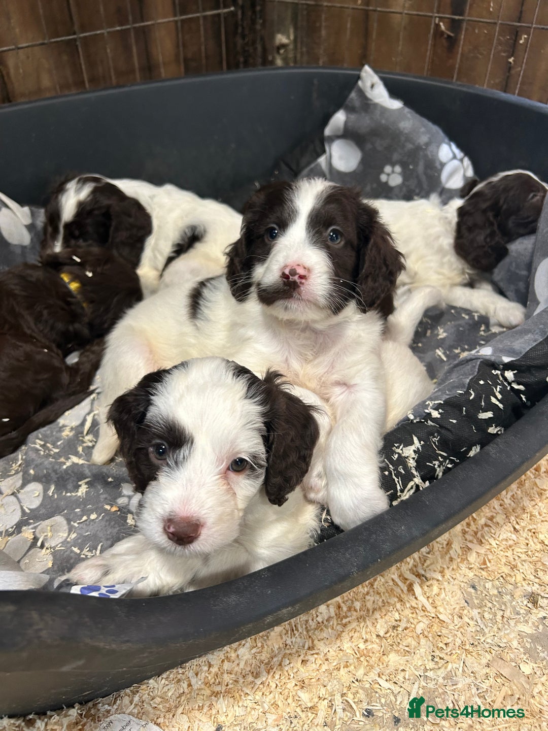Sproodle dogs for sale: Sproodle Puppies Ready For Their Forever Homes - Image 5