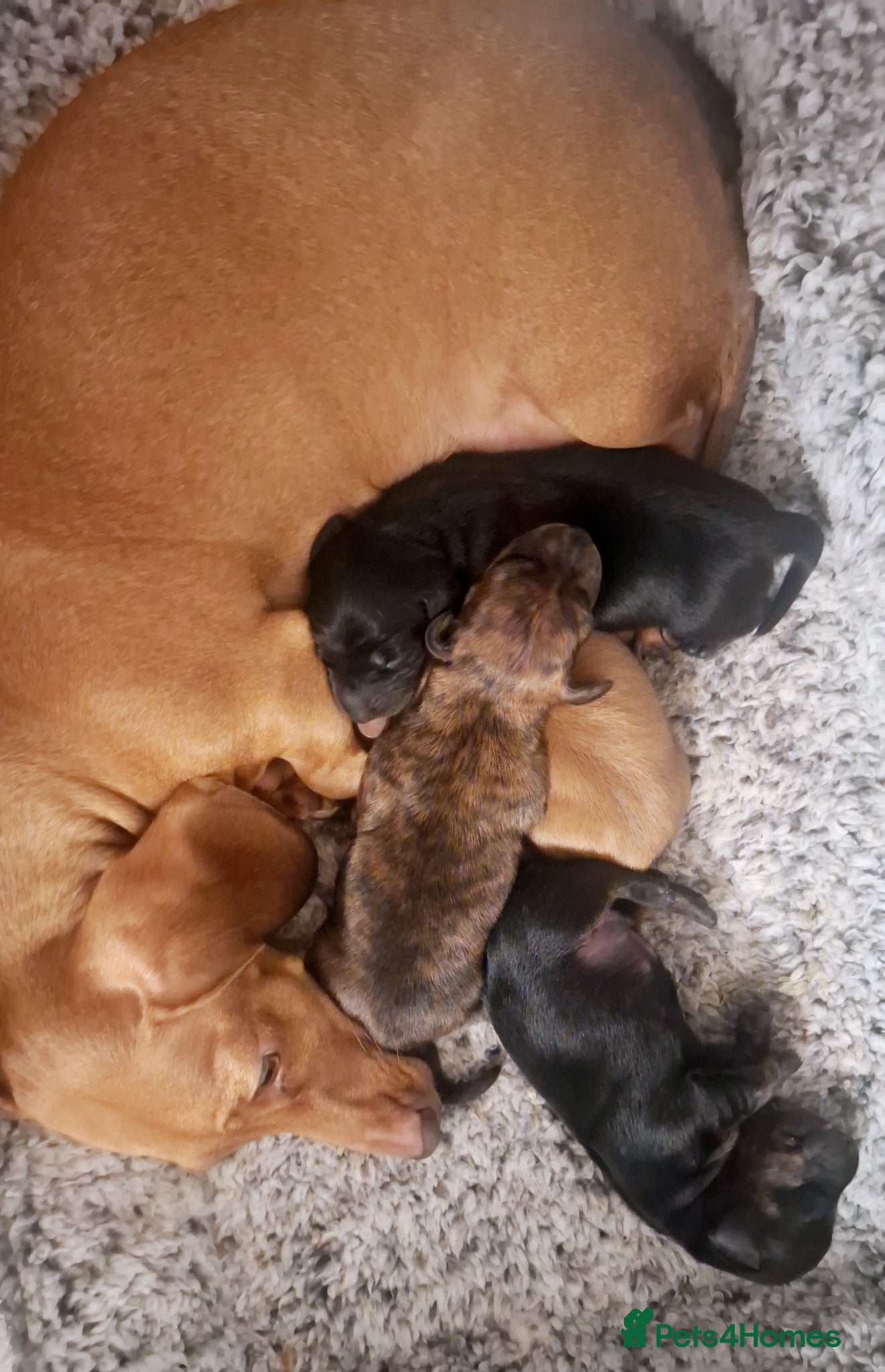 Miniature Dachshund dogs KC Mini Dachshund Puppies - Stunning - Advert 13