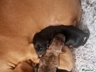 Miniature Dachshund dogs KC Mini Dachshund Puppies - Stunning - Advert 13