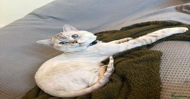Mixed Breed cats - Advert 10