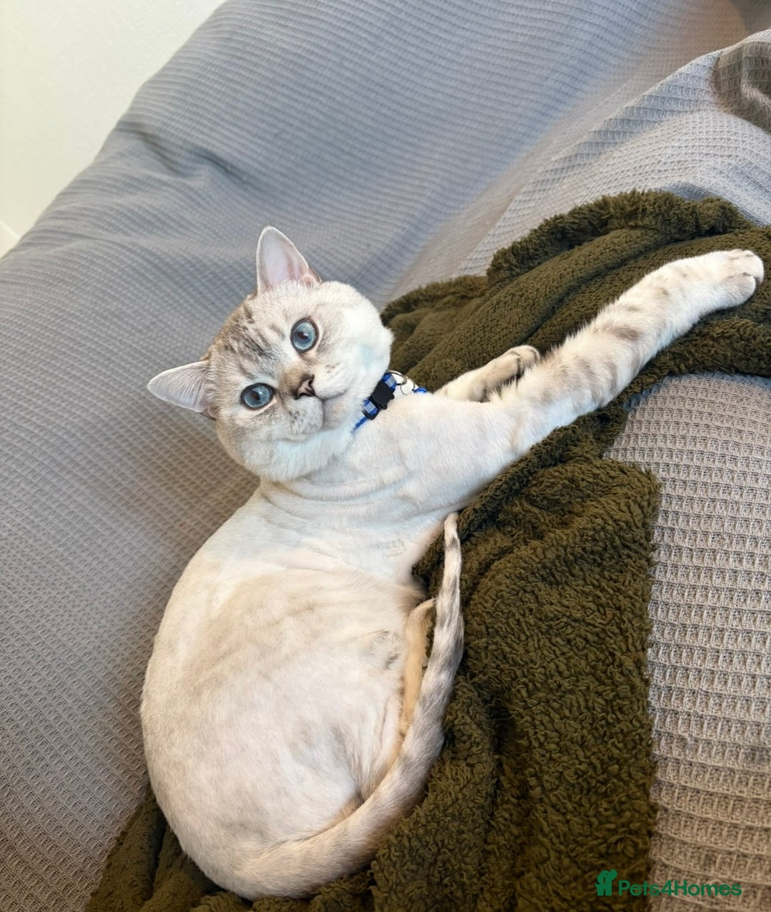 Mixed Breed cats for sale: Beautiful Blue Eyed Boy Looking For His New Home🩵 - Image 3