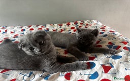 British Shorthair cats for sale: BeautifulScottish folds Ready now! Quality kittens - Image 36