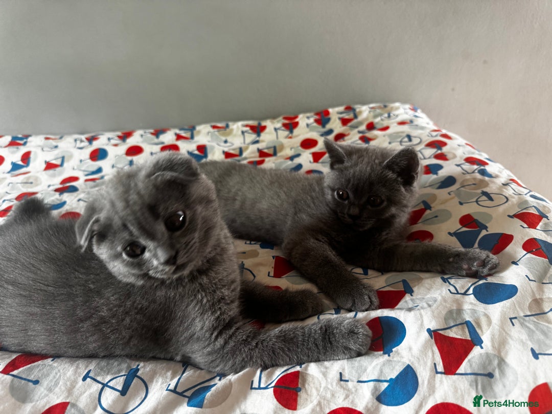 British Shorthair cats for sale: BeautifulScottish folds Ready now! Quality kittens - Image 36