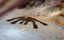 Tarantulas invertebrates for sale: Three Tarantula for Sale - Image 1