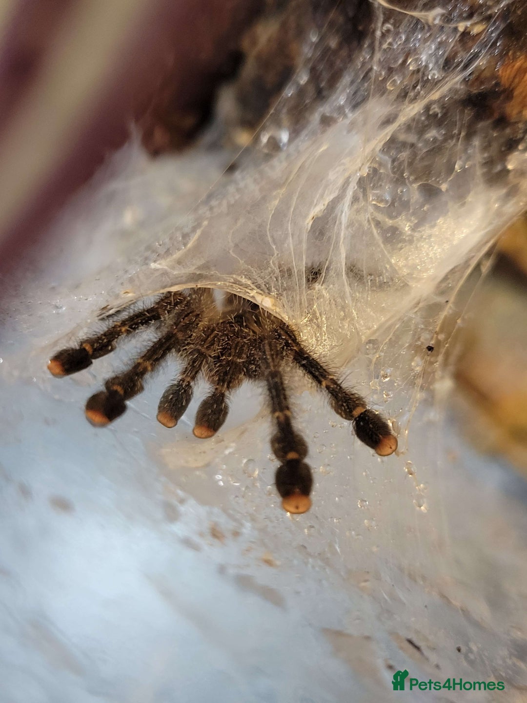 Tarantulas invertebrates for sale: Three Tarantula for Sale - Image 1
