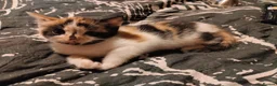 Mixed Breed cats for sale: Beautiful kittens looking for forever homes  - Advert 5