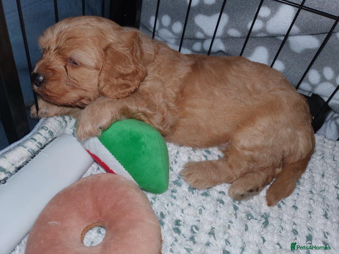 Mixed Breed dogs for sale: Beautiful red and fawn colour Cavapoochons pups - Advert 19