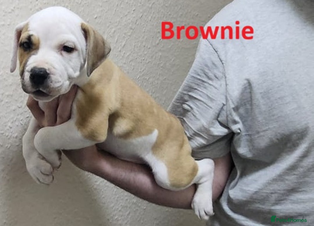 Mixed Breed dogs for sale: Confident & Well-Socialised Presa x Staffy Pups - Image 22