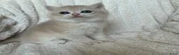 British Shorthair cats for sale: 🧡Exceptional golden British shorthairs 🧡 - Advert 12