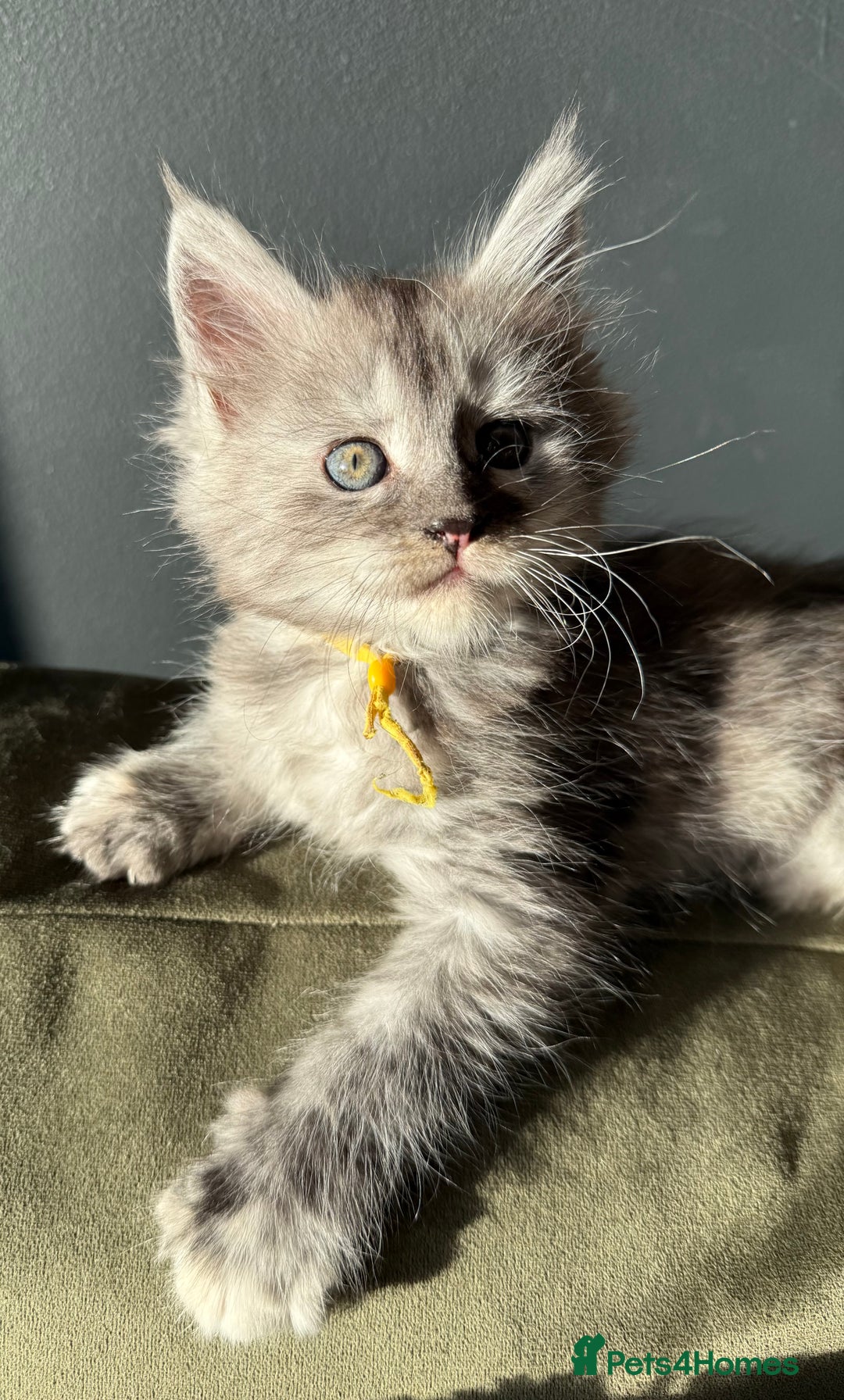Maine Coon cats for sale: Maine Coon Kittens  - Image 5
