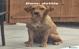Labrador Retriever dogs for sale: KC Reg Fox Red Puppies *only 2 left** in Oswestry - Image 14