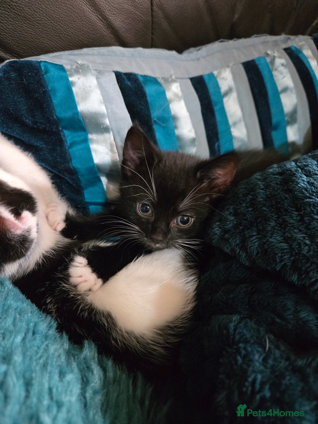 Mixed Breed cats for sale: Gorgeous kittens looking for forever home - Image 6
