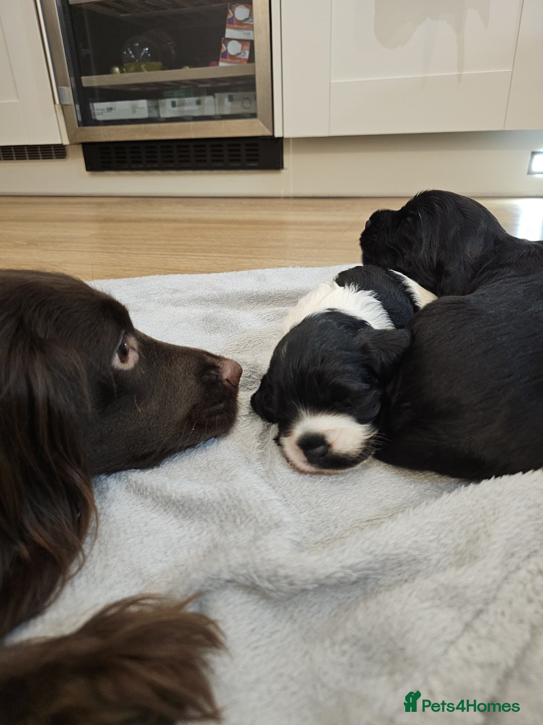 Cocker Spaniel dogs for sale: Cocker Spaniel Puppies ✨ - Advert 2