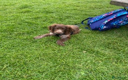 Sprocker dogs for sale: Male Sprocker  - Image 3