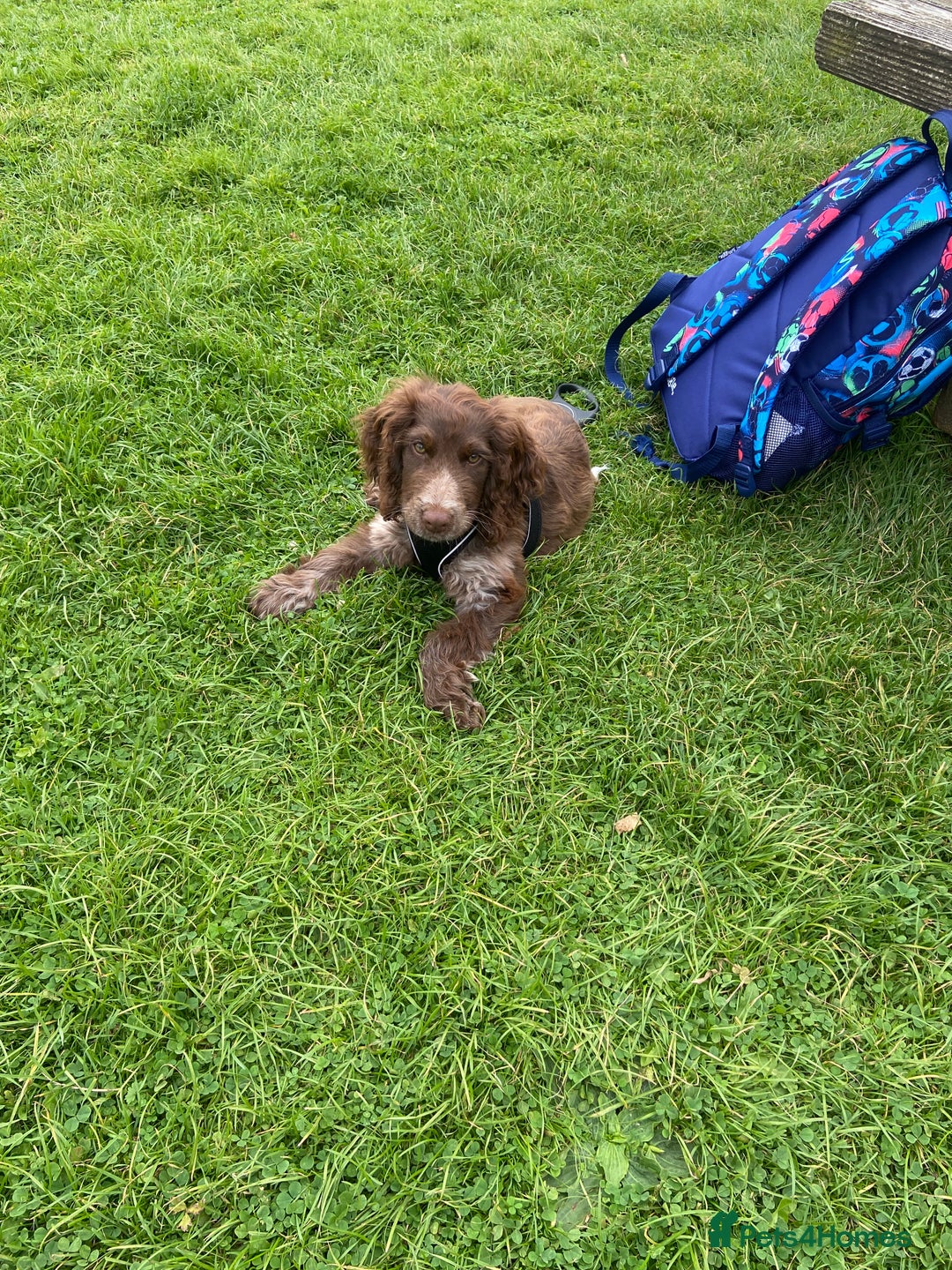 Sprocker dogs for sale: Male Sprocker  - Image 3