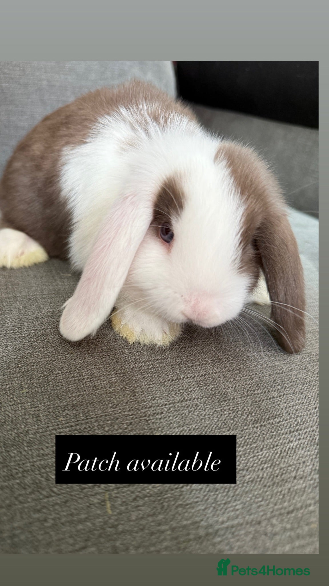 Mini Lop rabbits Ready To Leave Now - last remaining buns left 🐰 - Advert 2