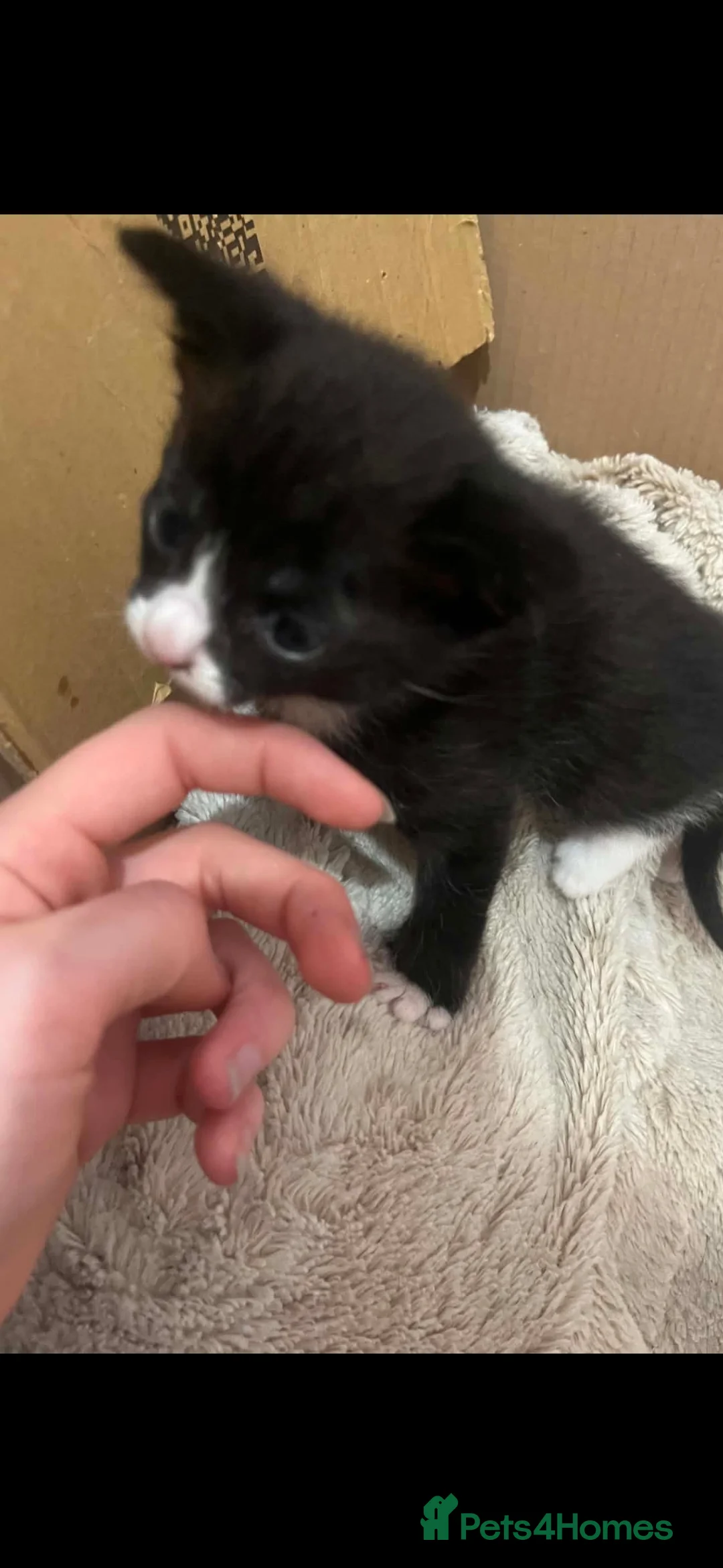 Mixed Breed cats for sale: 3 lovely kittens available - Advert 2