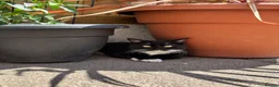 Mixed Breed cats for sale: Brother and Sister kittens  - Advert 4