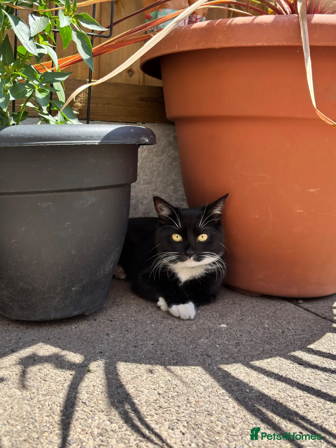 Mixed Breed cats for sale: Brother and Sister kittens  - Advert 4
