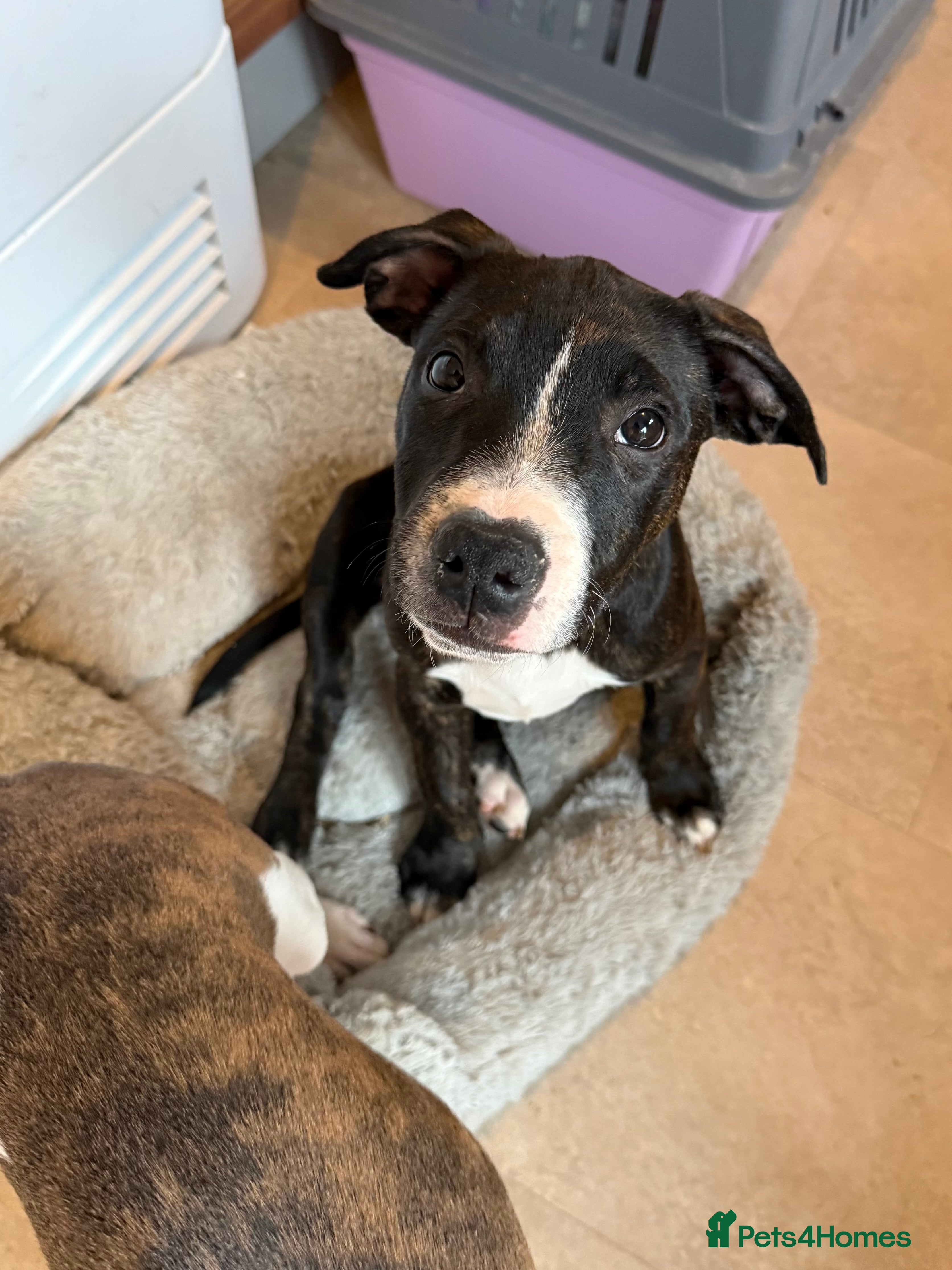 Staffordshire Bull Terrier dogs Male Staffordshire Bull Terrier Mix Puppies - Advert 1