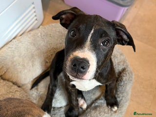 Staffordshire Bull Terrier dogs Male Staffordshire Bull Terrier Mix Puppies - Advert 1