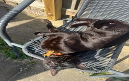 Bengal cats for sale: Free male Bengal needing his forever home  - Image 11