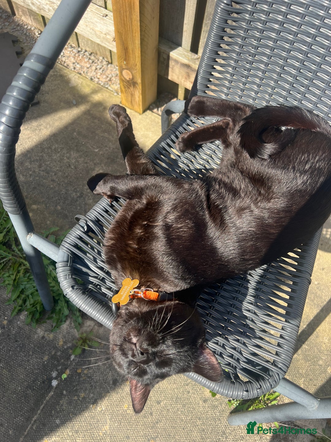 Bengal cats for sale: Free male Bengal needing his forever home  - Image 11