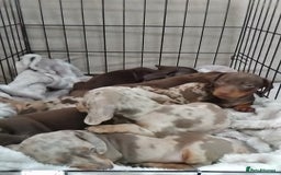 Miniature Dachshund dogs for sale: KC, PRA, STUNNING LITTER MIN,DASH😍 - Image 28