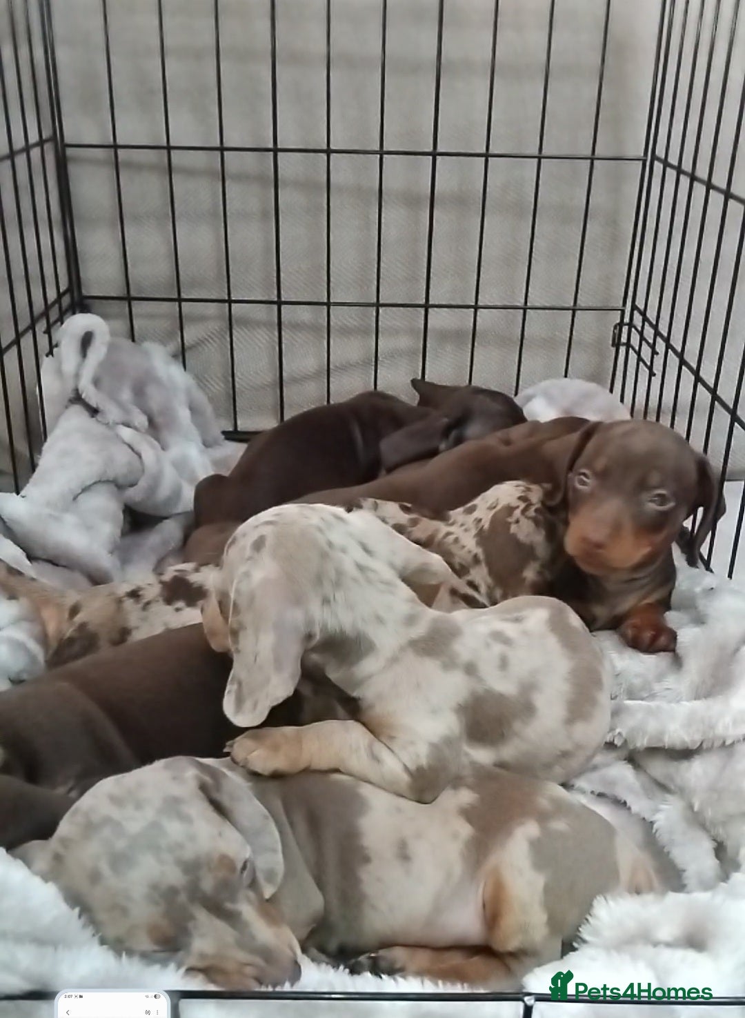 Miniature Dachshund dogs for sale: KC, PRA, STUNNING LITTER MIN,DASH😍 - Image 28