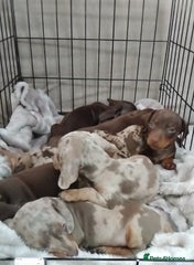 Miniature Dachshund Puppy 7