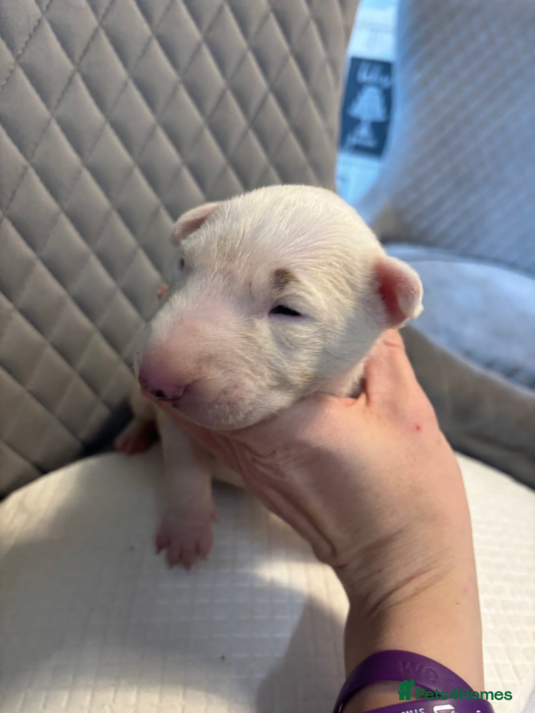 English Bull Terrier dogs for sale: Champion Bloodline English Bull Terrier Puppies  - Image 16