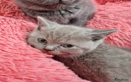 British Shorthair cats for sale: British shorthair kittens lilac/blue - Image 27