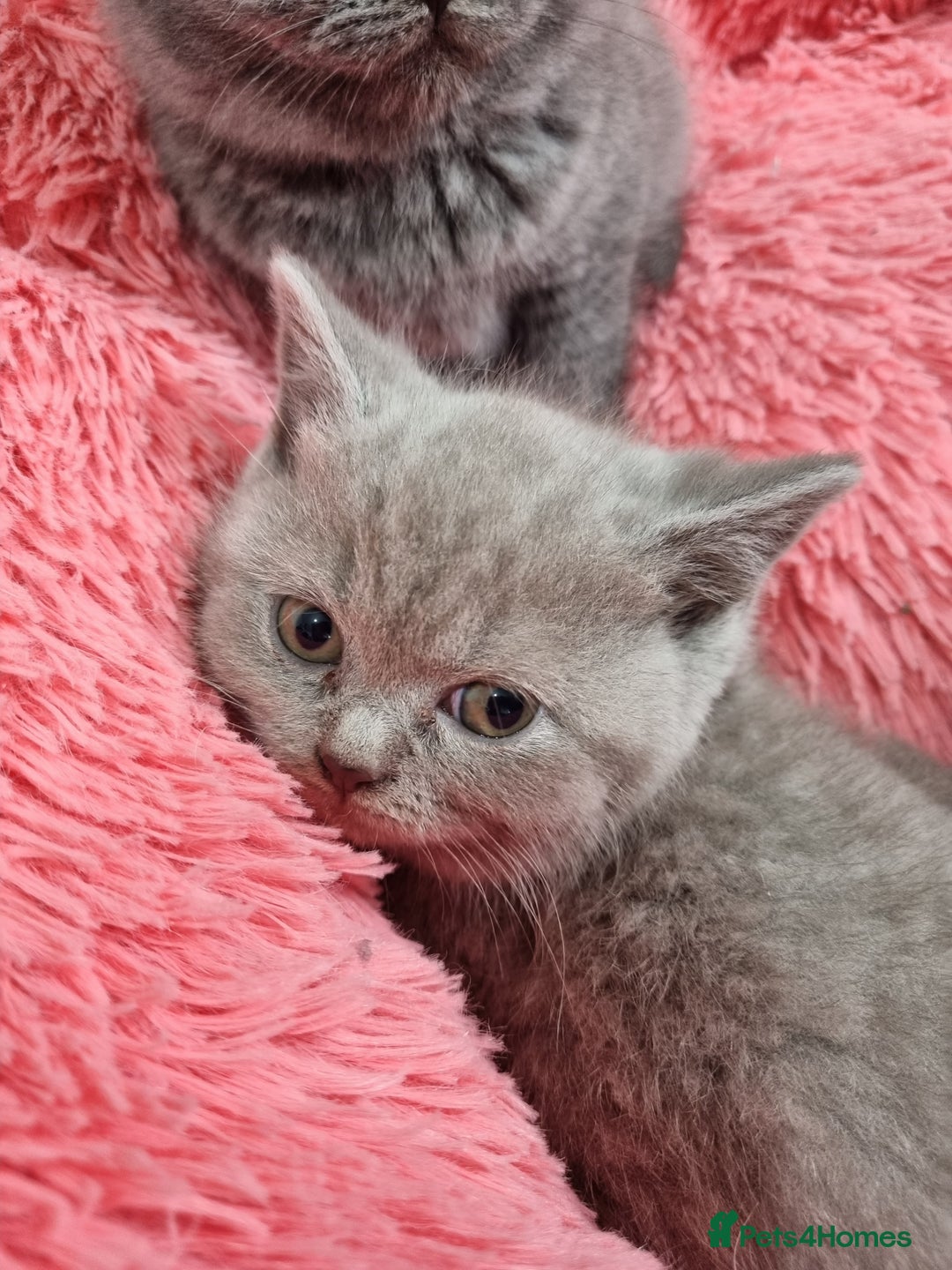 British Shorthair cats for sale: British shorthair kittens lilac/blue - Image 27