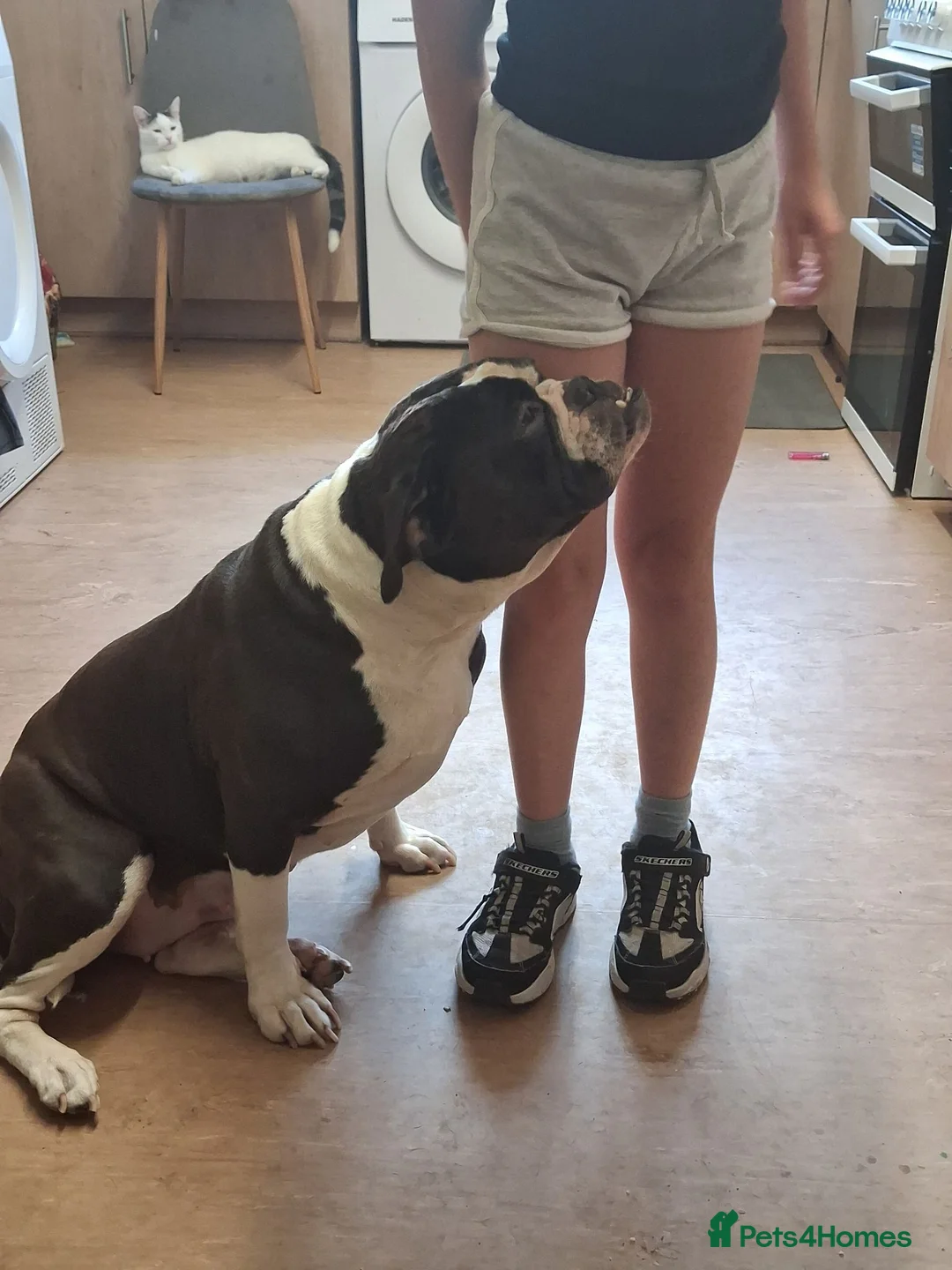 Alapaha Blue Blood Bulldog dogs for sale: Alapaha bulldog in need of forever loving home - Advert 2