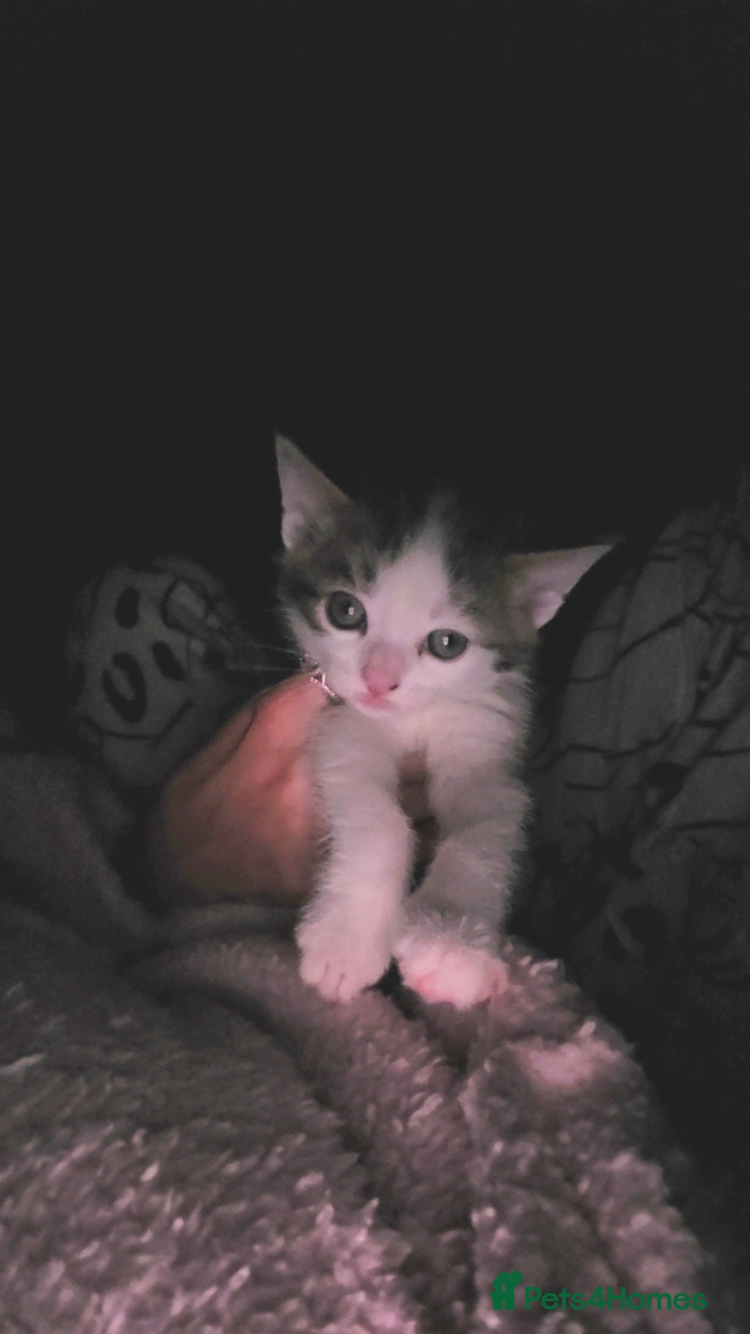 British Shorthair cats Beautiful kittens  - Advert 1