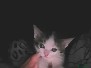 British Shorthair cats Beautiful kittens - Advert 1